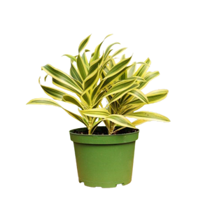 1 Mystery Plant Monthly Subscription Box