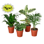 3" Tropical Plant Bundle