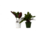 Two Plant Calathea Bundle