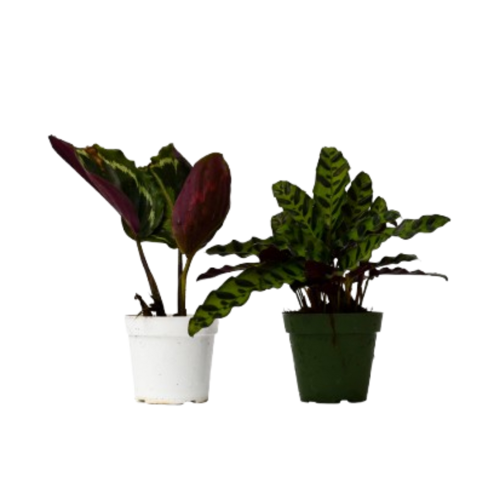 2 Different Calathea Plants in 4" Pots - Calathea Bundle