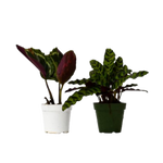2 Different Calathea Plants in 4" Pots - Calathea Bundle