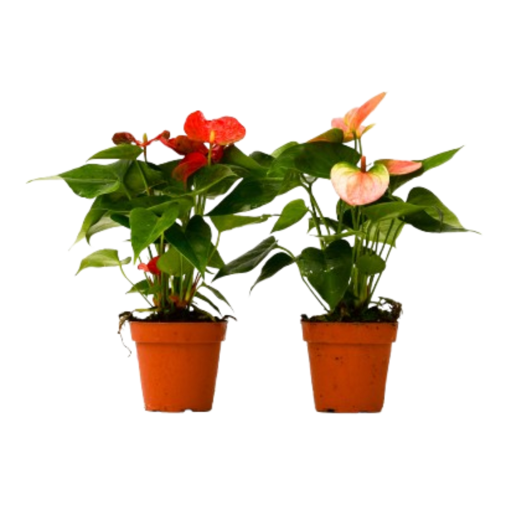 2 Different Anthurium Plants in 4" Pots - Anthurium Bundle