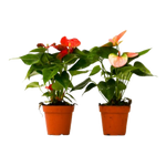 2 Different Anthurium Plants in 4" Pots - Anthurium Bundle