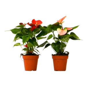 2 Different Anthurium Plants in 4" Pots - Anthurium Bundle