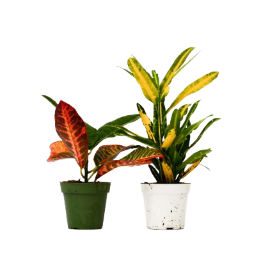 2 Different Croton Plants in 4" Pots - Croton Bundle