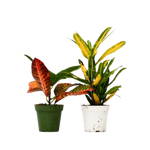 2 Different Croton Plants in 4" Pots - Croton Bundle