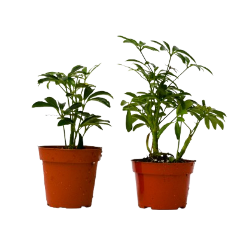 2 Different Shefflera Plants in 4" Pots - Shefflera Bundle