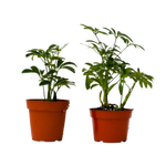 2 Different Shefflera Plants in 4" Pots - Shefflera Bundle