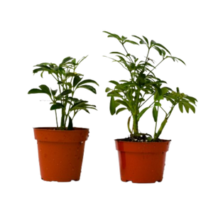2 Different Shefflera Plants in 4" Pots - Shefflera Bundle