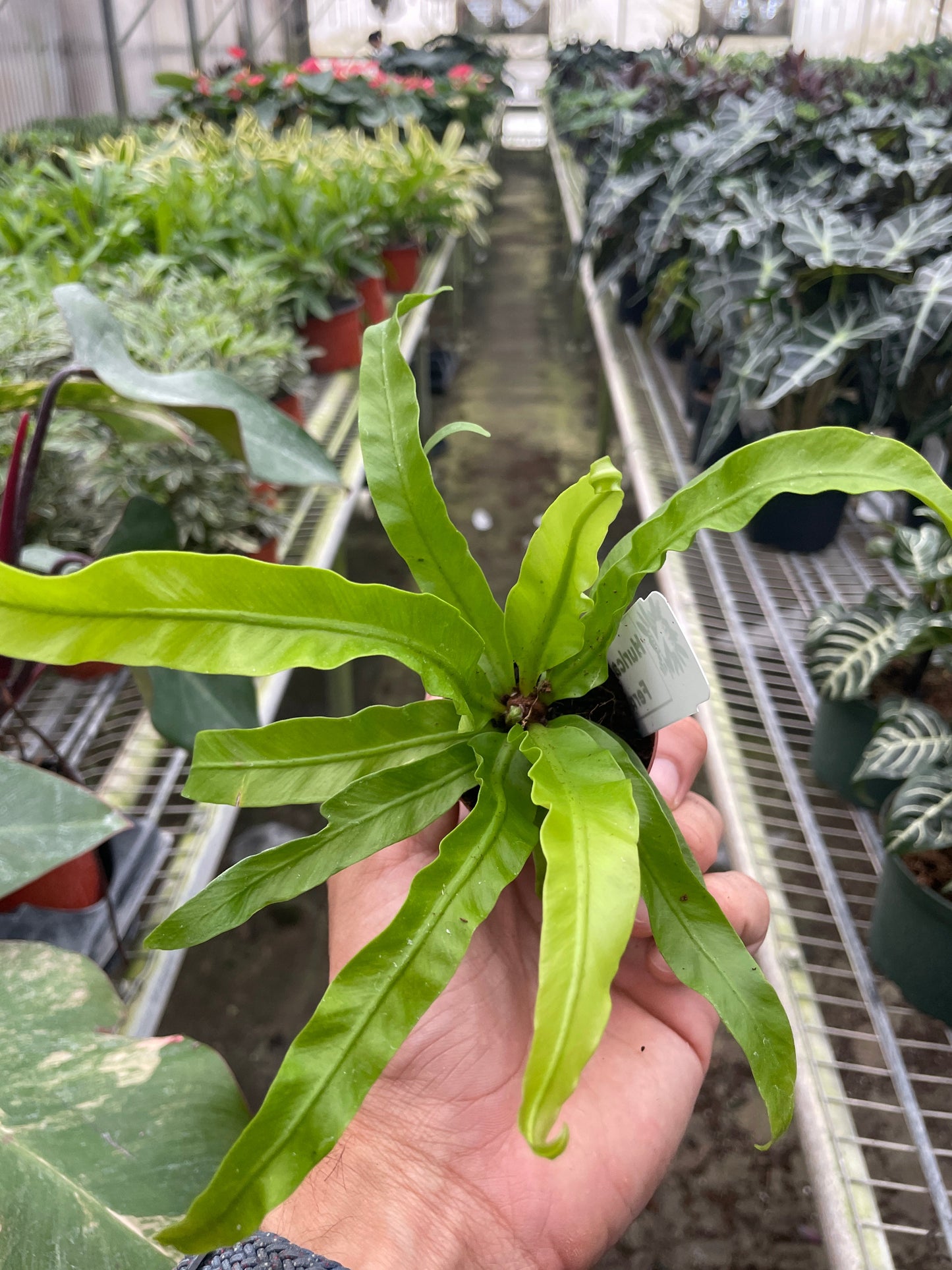 Bird's Nest Fern 'Hurricane'