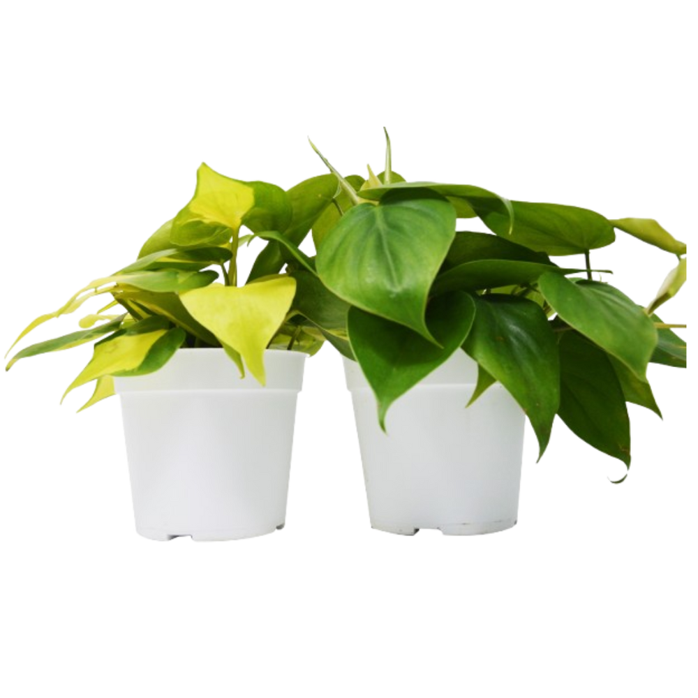 2 Different Philodendron Plants in 4" Pots - Philodendron Bundle