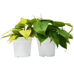 2 Different Philodendron Plants in 4" Pots - Philodendron Bundle