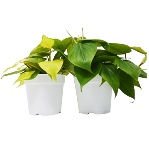 2 Different Philodendron Plants in 4" Pots - Philodendron Bundle