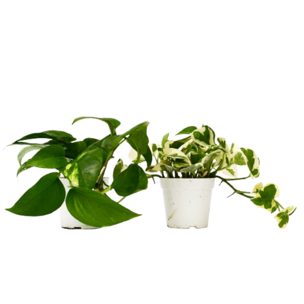 2  Different Pothos Plants in 4" Pots - Pothos  Bundle