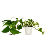 2  Different Pothos Plants in 4" Pots - Pothos  Bundle