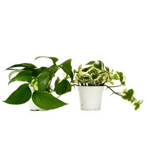 2  Different Pothos Plants in 4" Pots - Pothos  Bundle