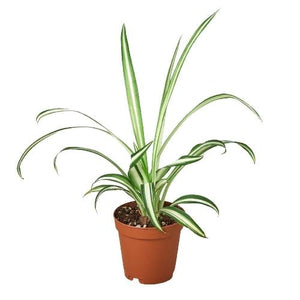 Spider Plant Reverse