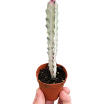 Succulent Euphorbia 'Dragon Bone'