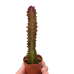 Succulent Euphorbia 'Trigona Rubra'