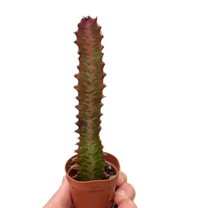 Succulent Euphorbia 'Trigona Rubra'