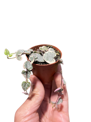 String of Hearts Variegated