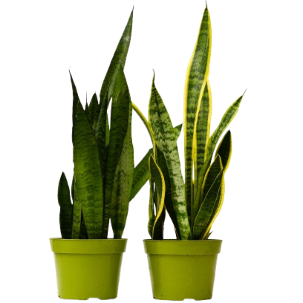 2 Different Snake (Sansevieria) Plants in  6" Pot - Sansevieria Bundle