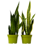 2 Different Snake (Sansevieria) Plants in  6" Pot - Sansevieria Bundle