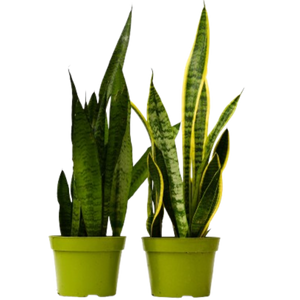 2 Different Snake (Sansevieria) Plants in  6" Pot - Sansevieria Bundle