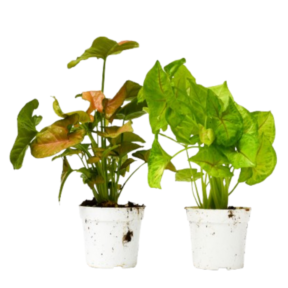 2 Different Syngonium Plants in 4" Pots - Syngonium Bundle