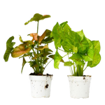 2 Different Syngonium Plants in 4" Pots - Syngonium Bundle