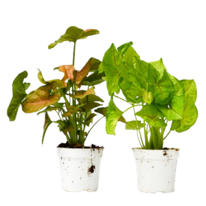 2 Different Syngonium Plants in 4" Pots - Syngonium Bundle
