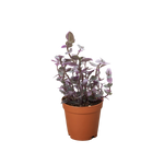 Tradescantia Callisia 'Pink Panther'