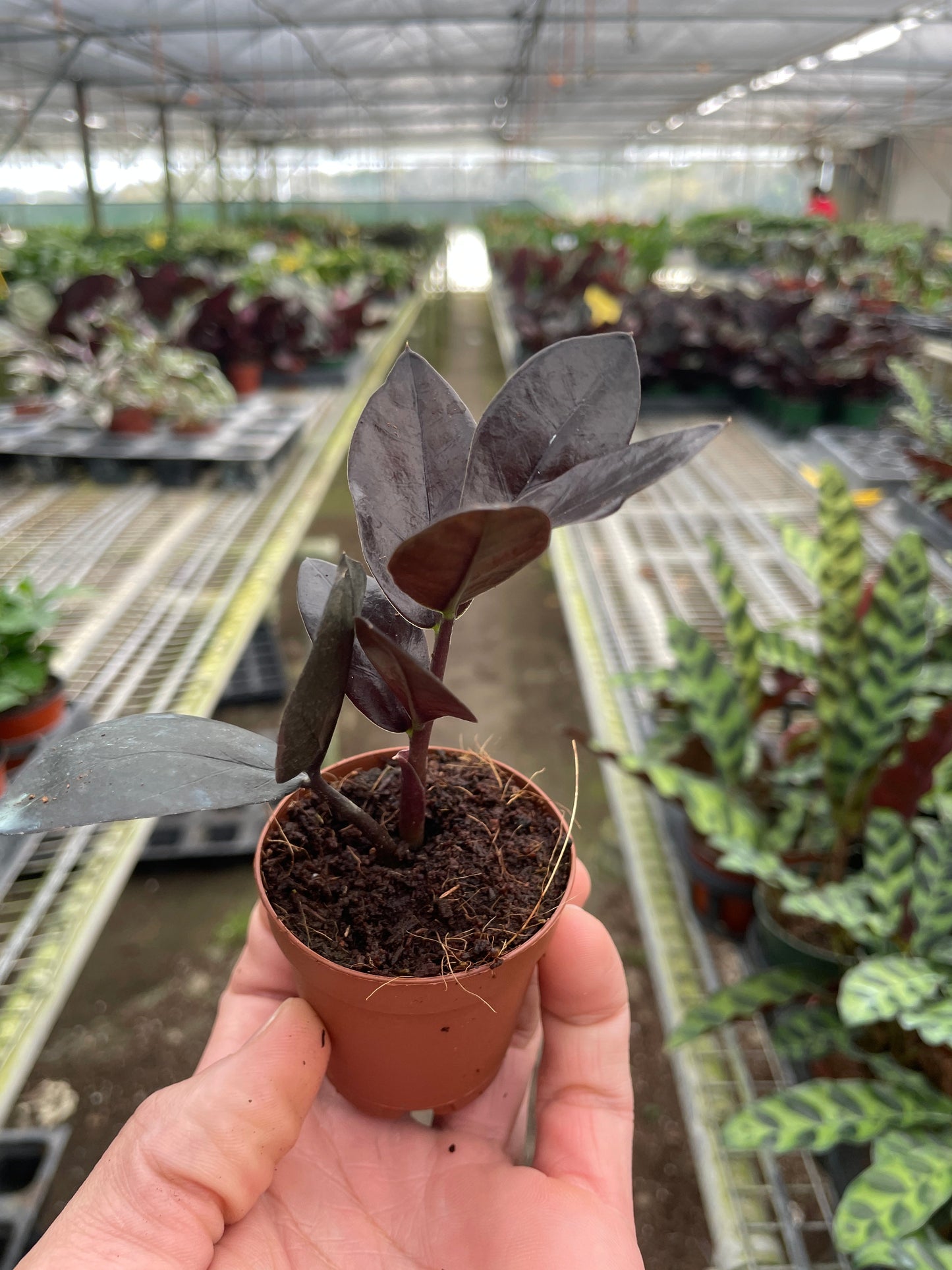 ZZ 'Black Queen'