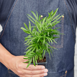 3" Tropical Plant Bundle
