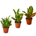 3 Croton Variety Pack / 4" Pot / Live Plant / House Plant