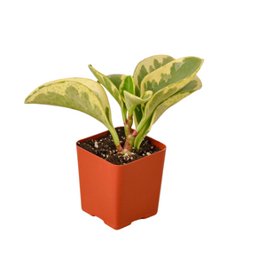 3" Tropical Plant Bundle