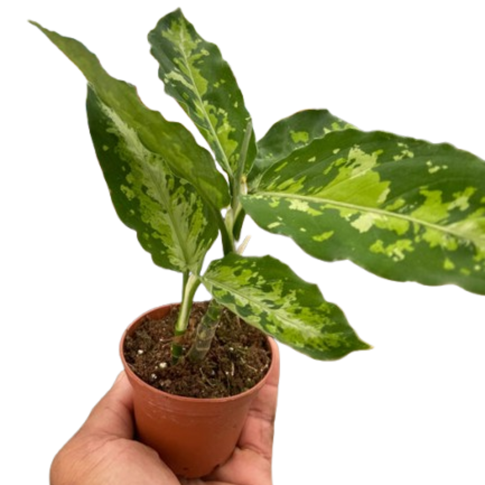 Chinese Evergreen Pictum Tricolor