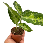 Chinese Evergreen Pictum Tricolor