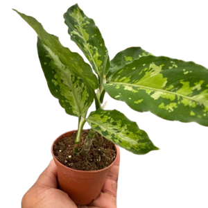 Chinese Evergreen Pictum Tricolor