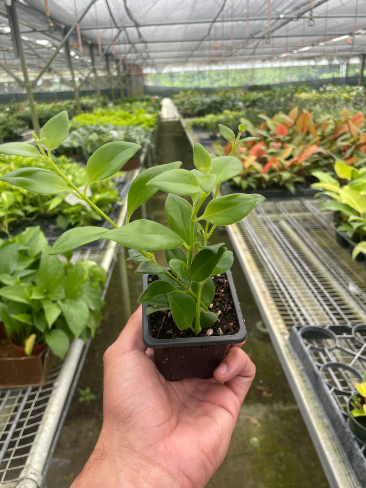 Lipstick Plant - Aeschynanthus