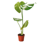 Monstera 'Thai Constellation'