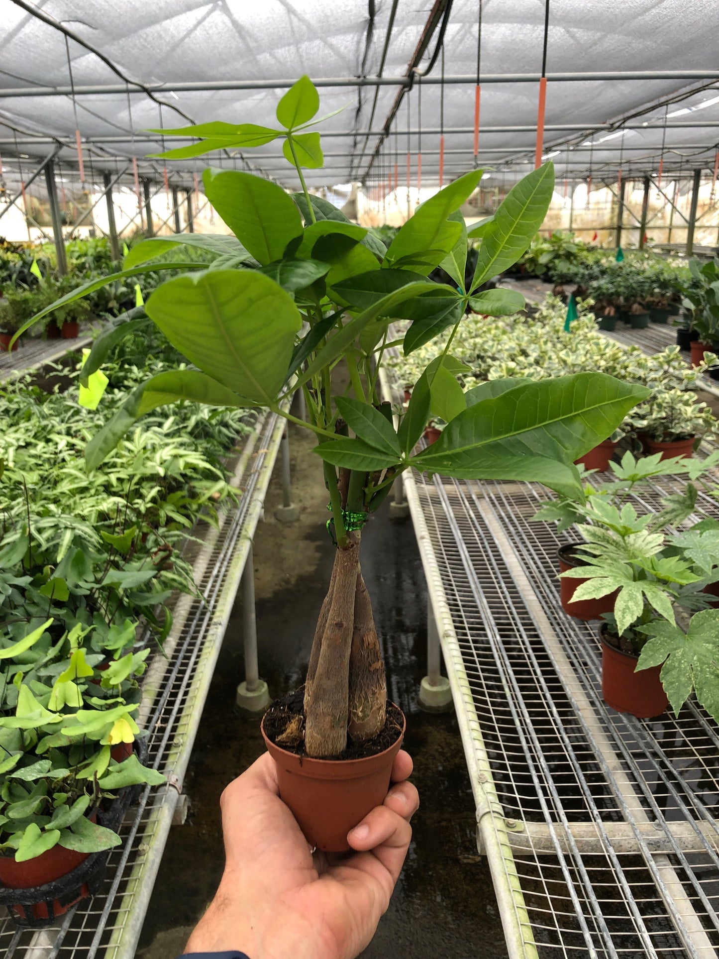 Money Tree