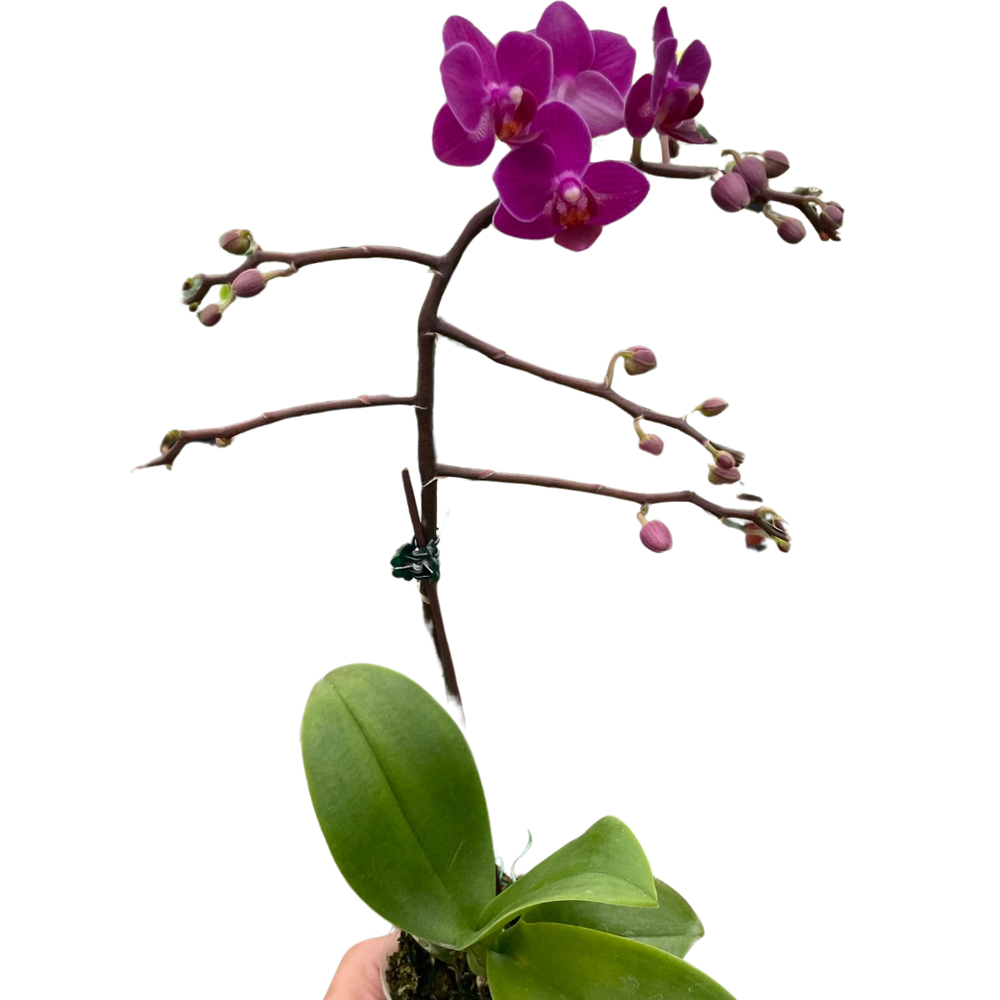 Orchid 'Purple Fucshia Phalaenopsis'