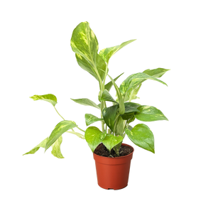 Pothos 'Golden'