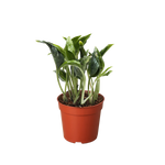 Pothos 'Shangri La'