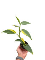 Scindapsus 'Coriaceus'