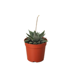 Succulent Haworthia Miami