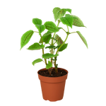 Pilea 'Moon Valley' - 4" Pot