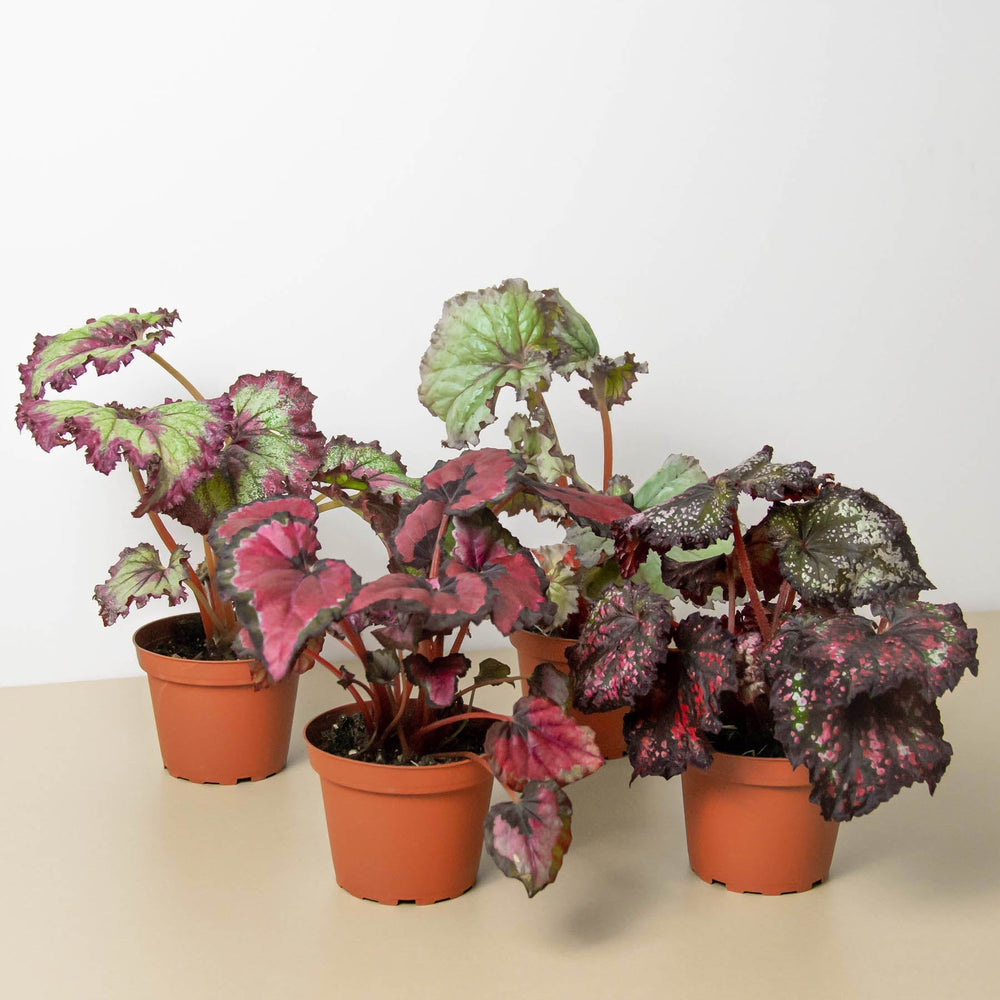 4 Different Begonia Rex Plants in 4" Pots - Begonia Rex  Bundle