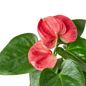 Anthurium 'Pink'